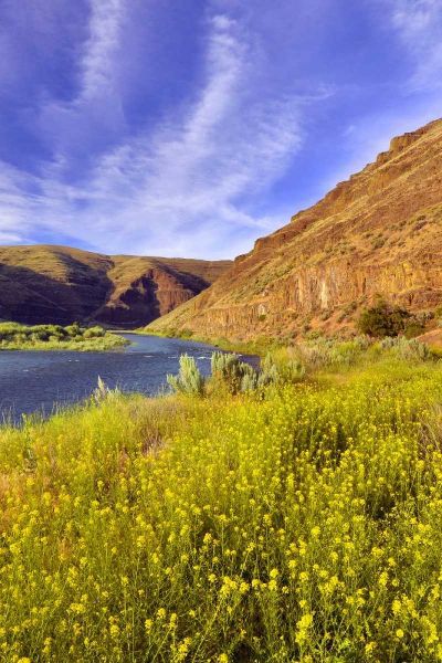 Oregon, John Day River Cliffs and wild mustard